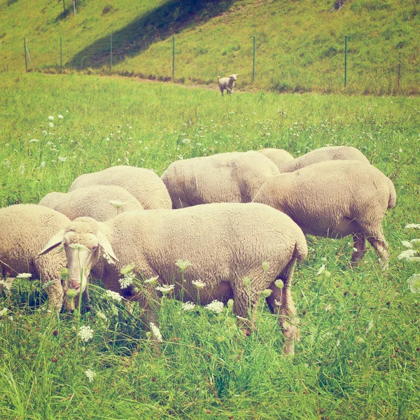 Ovejas pastando en los prados alpinos — Foto de Stock