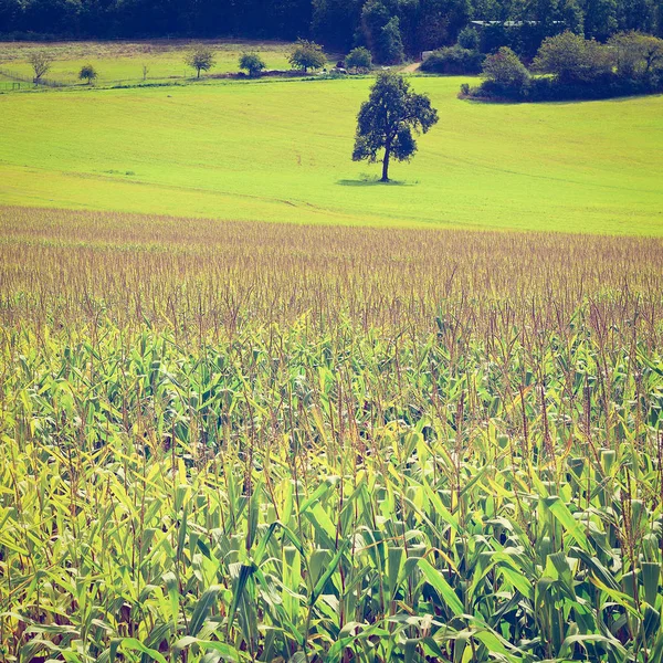Plantacji kukurydzy — Zdjęcie stockowe