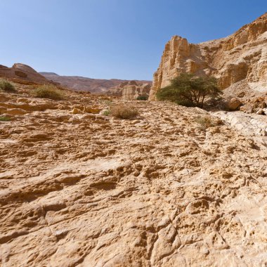 judean Desert Canyon