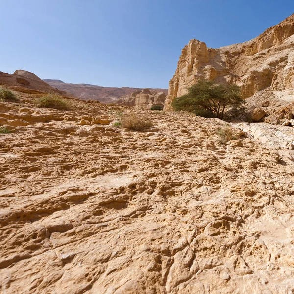 Canyon in de woestijn judean — Stockfoto
