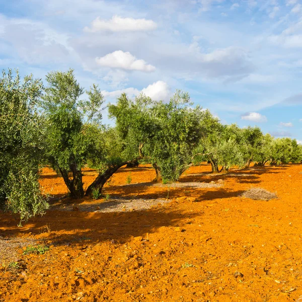 Olive Grove in Spain — Stock Photo, Image