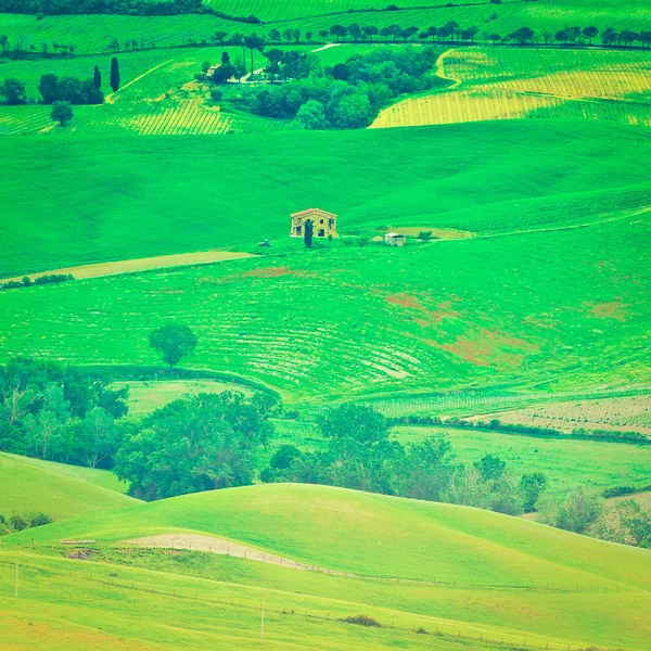 Vineyards and Pasture — Stock Photo, Image