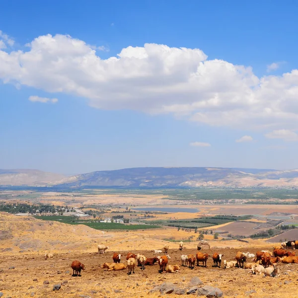 Herb of Cows — Stock Photo, Image