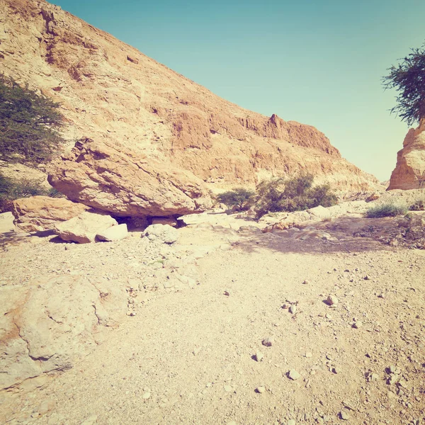 砂漠の河川敷 — ストック写真