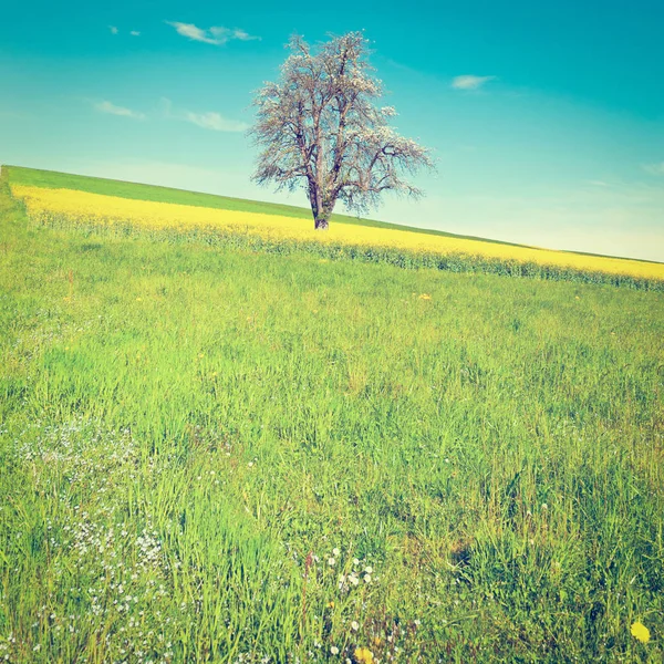 ทุ่งหญ้าในสวิตเซอร์แลนด์ — ภาพถ่ายสต็อก