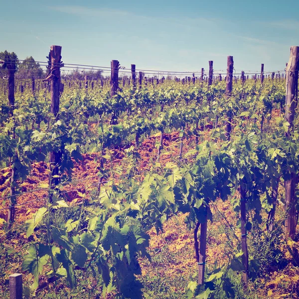 Виноградник в Кьянти — стоковое фото