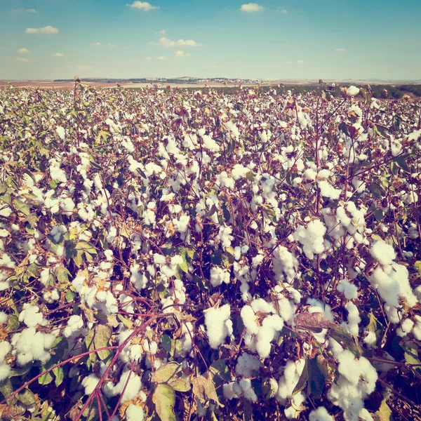 Ripe Cotton Bolls — Stock Photo, Image