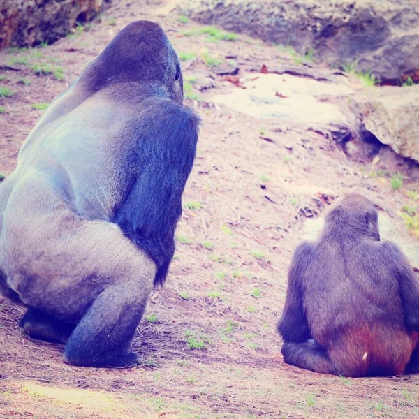 Gorillafamilie — Stockfoto