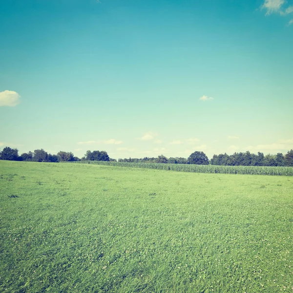 Plantation of  Corn — Stock Photo, Image