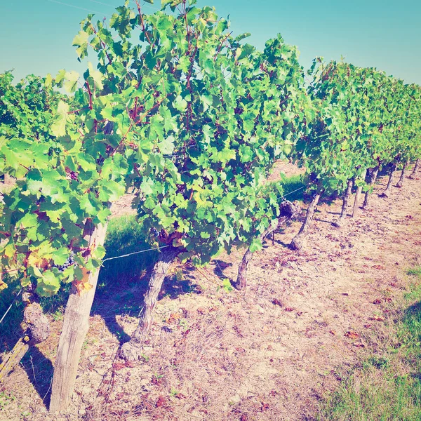 Sonbaharında Bordeaux üzümleri — Stok fotoğraf