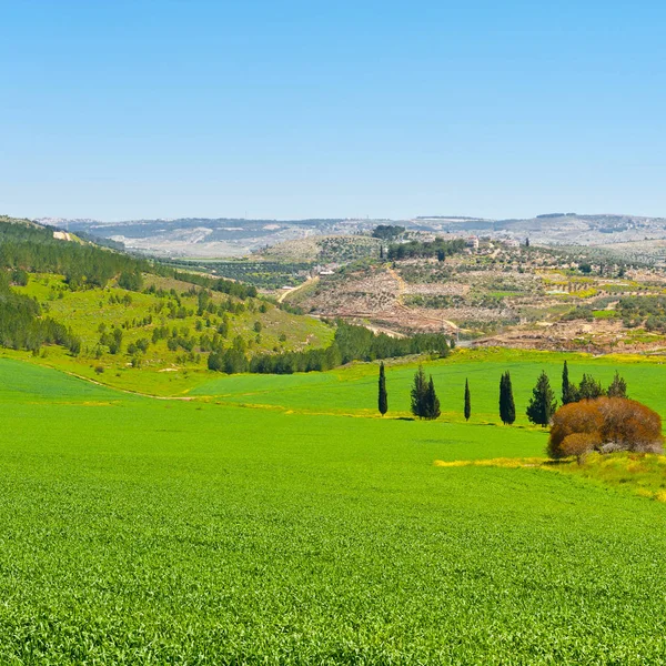 Зеленое поле в Израиле — стоковое фото