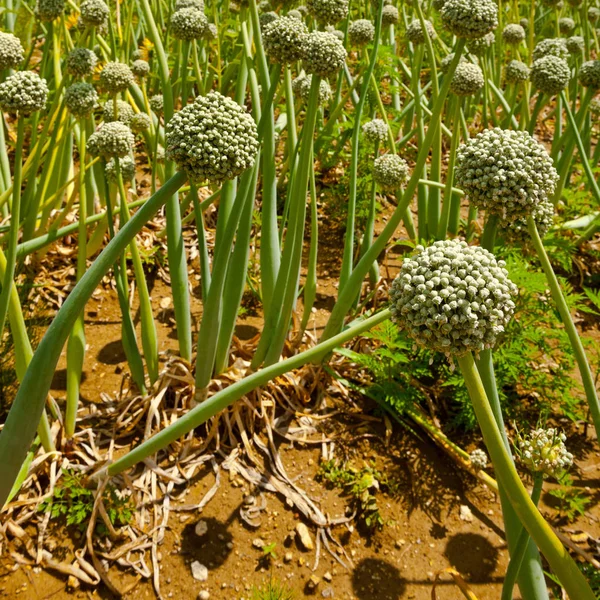 Campos de cebolla en Francia — Foto de Stock