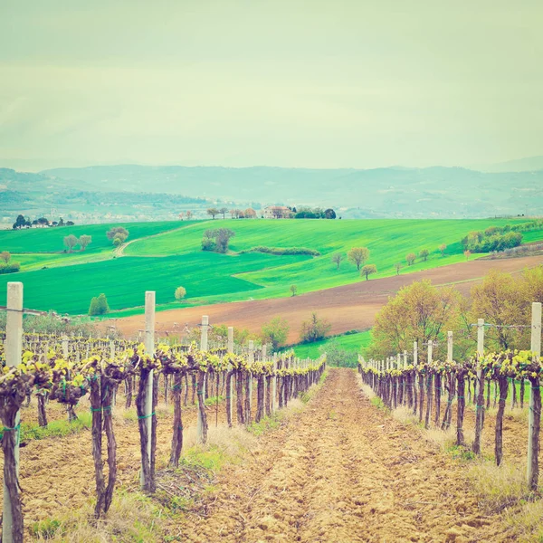 Heuvel van Toscane met wijngaard — Stockfoto