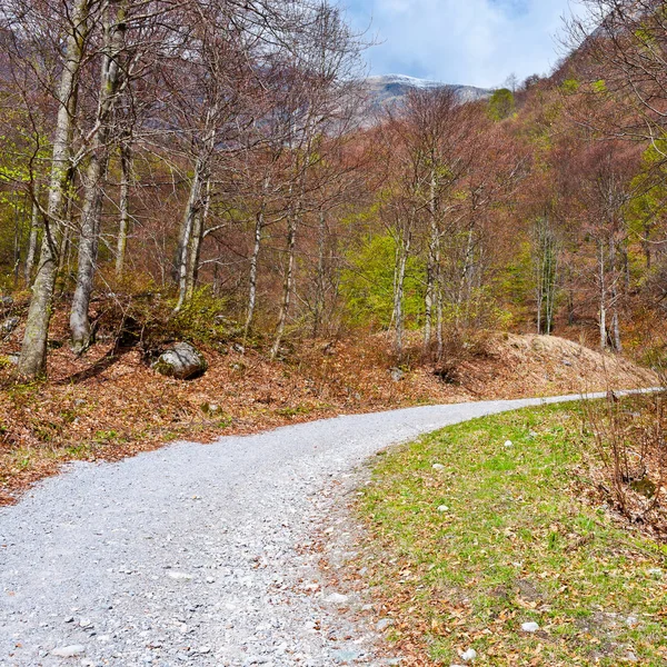 Strada nel bosco — Foto Stock