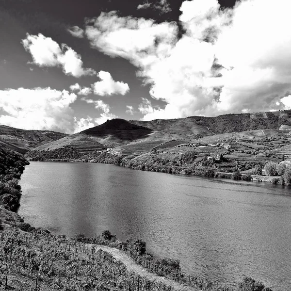 Vinice v údolí řeky Douro — Stock fotografie
