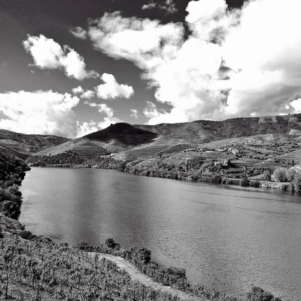 Vingårdarna i dalen av floden Douro — Stockfoto