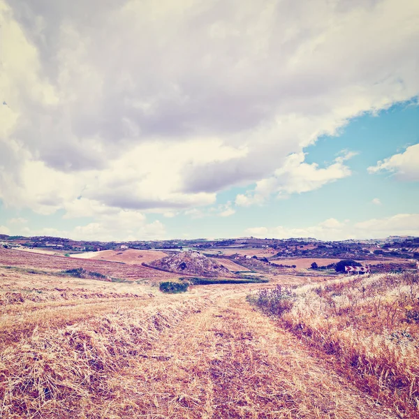 Biçilmiş buğday alanı — Stok fotoğraf