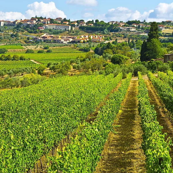 Vineyard in the Autumn — Stock Photo, Image