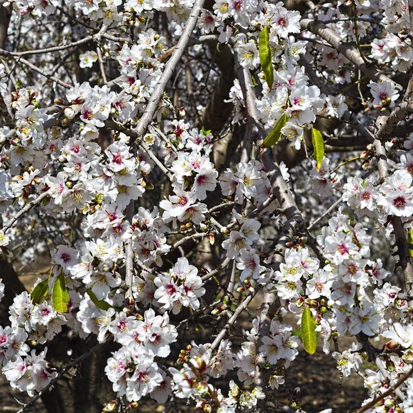 Ramo de Almendras Florecientes —  Fotos de Stock