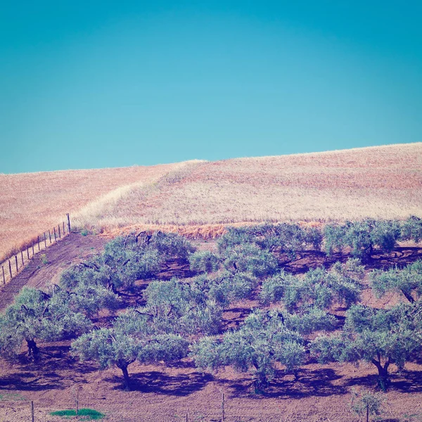 Collines en pente de la Sicile — Photo