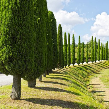 Toskana 'daki Cypress sokağı.