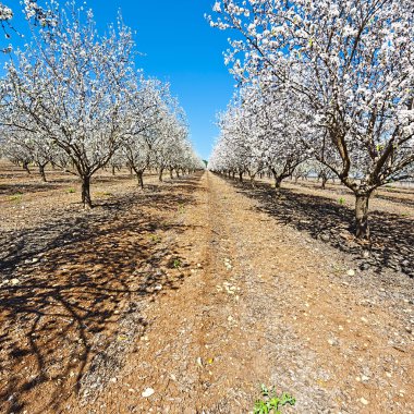 Badem çiçekli Bahçe