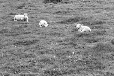 yeşil mera üzerinde otlayan koyunları