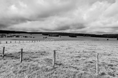 Belçika yeşil mera üzerinde otlatma inekler.
