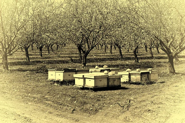 Apiario en Almendra Jardín — Foto de Stock