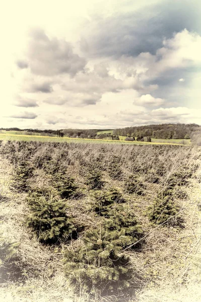 Les jeunes arbres dans la pépinière — Photo