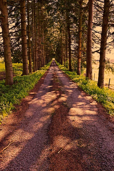 Asfaltowe drogi leśne w Belgii — Zdjęcie stockowe