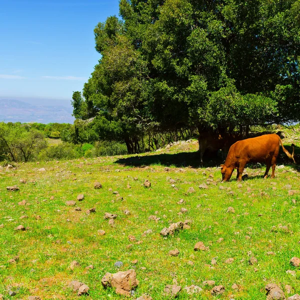 Golan Heights in Israel — Stock Photo, Image