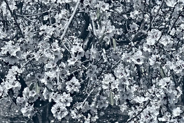 Bukiet kwitnących migdałów — Zdjęcie stockowe