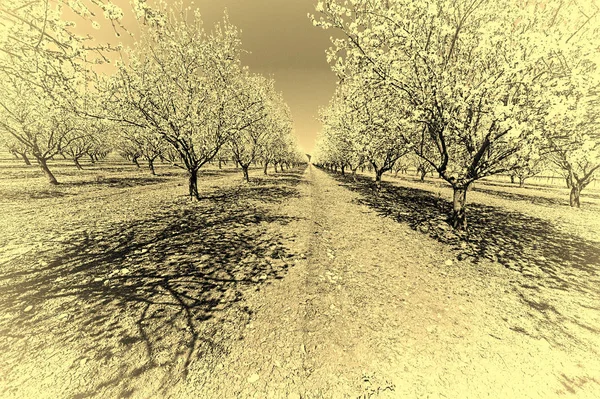 Blühender Mandelgarten — Stockfoto