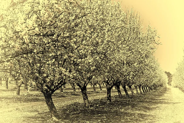 Kvetoucích mandloní zahrada — Stock fotografie