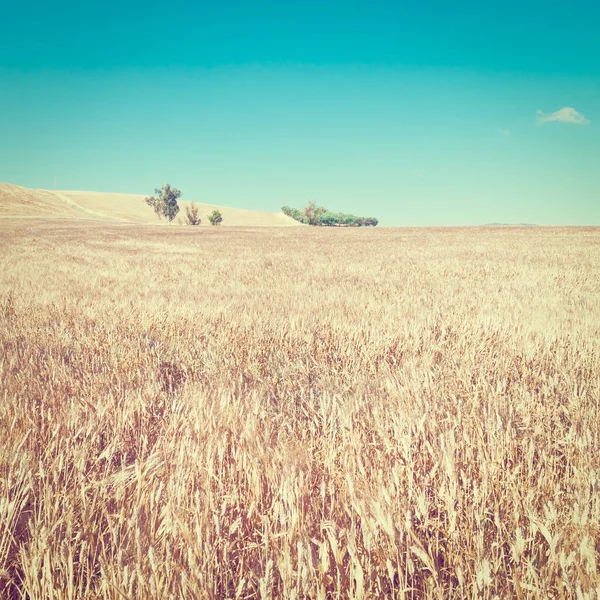 Champs de blé sur les collines de Sicile — Photo