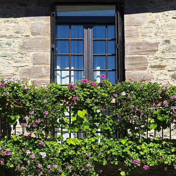 फुलांसह खिडक्या — स्टॉक फोटो, इमेज
