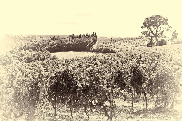 Winnice jesienią — Zdjęcie stockowe