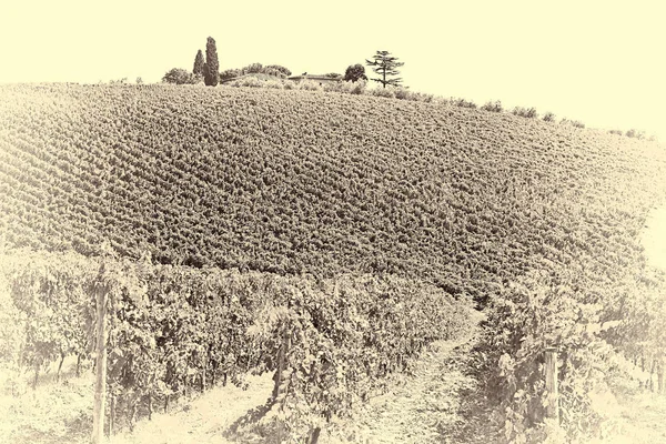 Viñedos en el otoño —  Fotos de Stock