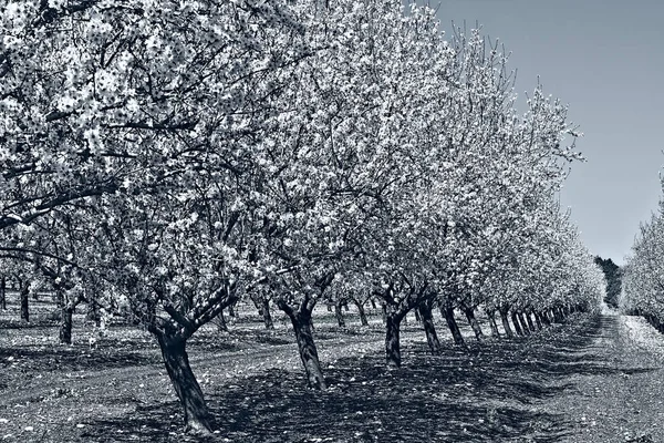 Jardín de almendras con flores —  Fotos de Stock