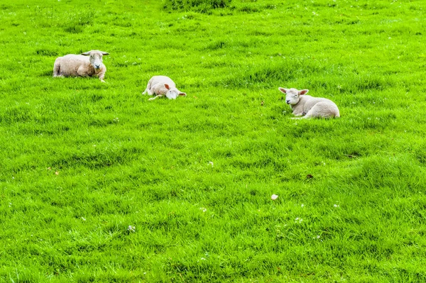 Yeşil mera üzerinde otlayan koyunları — Stok fotoğraf