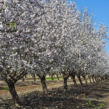 Badem çiçekli Bahçe
