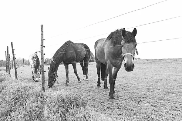 Cavalos olhando sobre a cerca — Fotografia de Stock