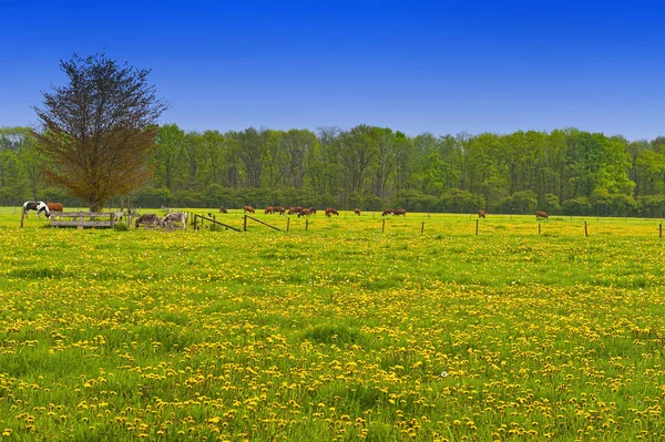 Коровы и быки пасутся на лугах — стоковое фото