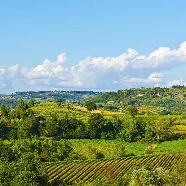 Vineyard with Ripe Grapes — Stock Photo, Image