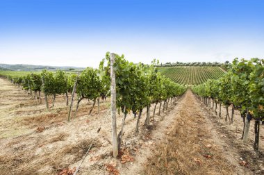 üzüm bağları ile İtalyan peyzaj