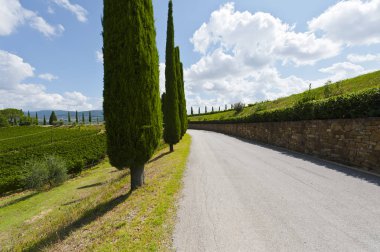Şarap çiftlikleri arasındaki asfalt yol 