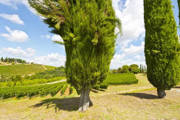 Zypressenallee zwischen Weinbergen in der Toskana — Stockfoto