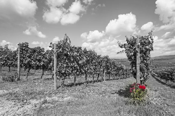 Vinné farmě uprostřed vinice — Stock fotografie