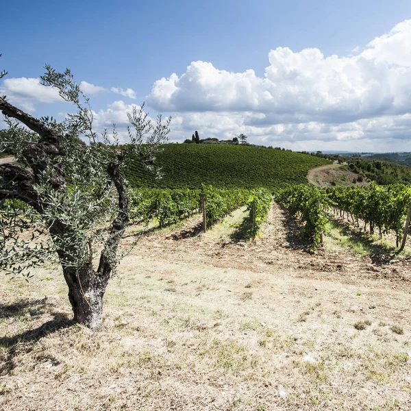 와인 농장 포도밭으로 둘러싸인 — 스톡 사진